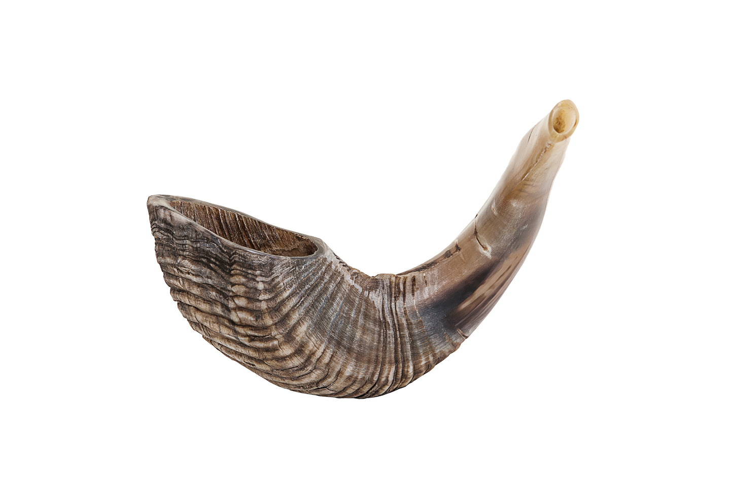 Shofar - 10"-12"