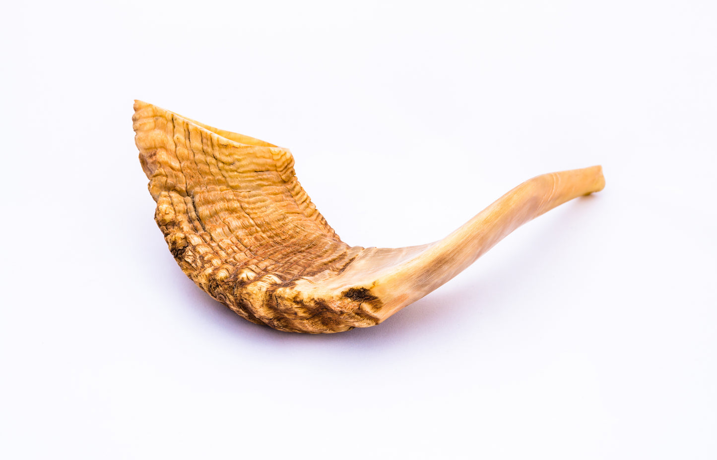 Shofar - 12"-14"