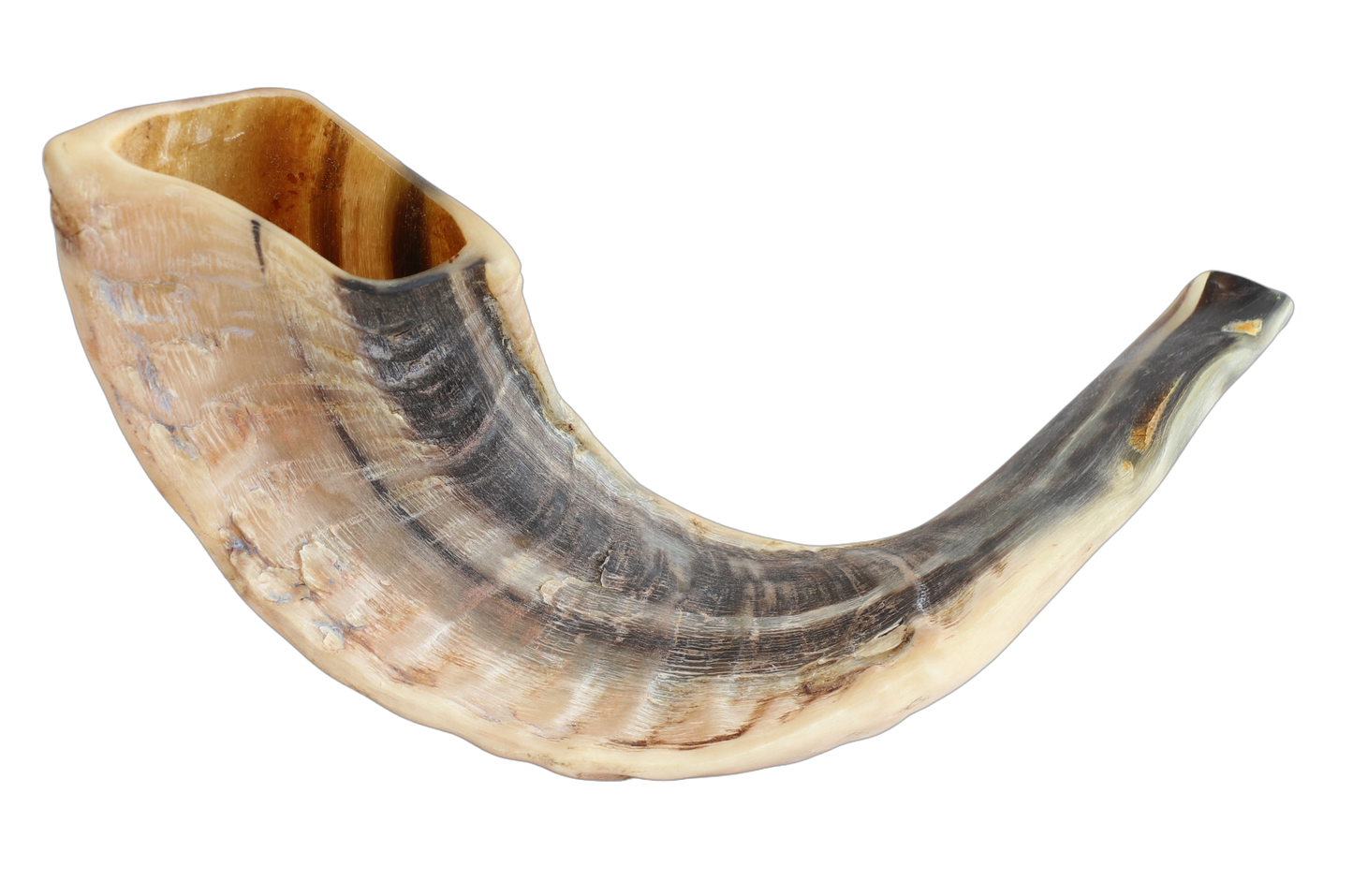 Mini Shofar - 8"-10"