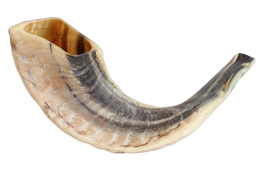 Mini Shofar - 8"-10"